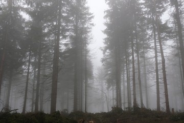 Fototapeta na wymiar The foggy rainy forest