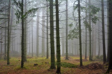 fog in the fir forest
