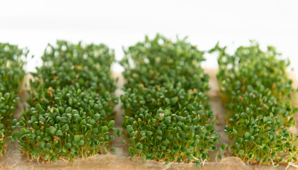 Fototapeta na wymiar Close up of Sprouting Clover Seeds