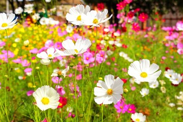 Fototapeta na wymiar The beauty of the white starburst flowers, golden background