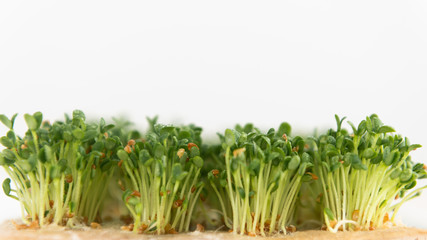 Close up of Sprouting Clover Seeds