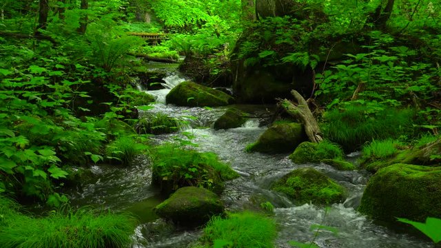 Mountain stream