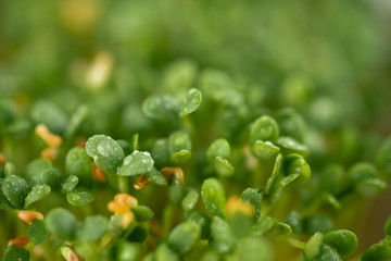 Close up of Sprouting Clover Seeds