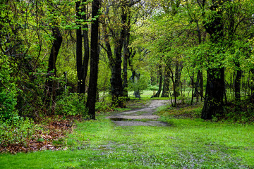 Fototapeta premium Forest
