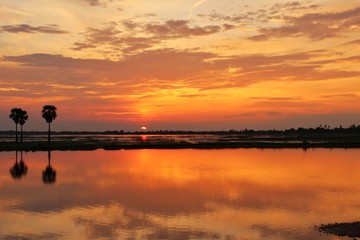 The shadow of the palm trees and golden yellow belly along the morning gray clouds. The river reflects golden light