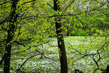 Lake in the Woodlands