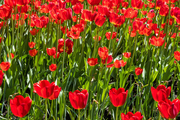 Fototapeta premium A field of red tulips