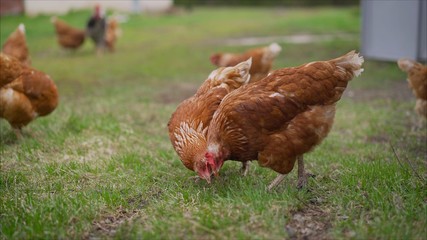Fototapeta premium chicken in grass on a farm. Orange chicken hen that is out for a walk on the grass. Chickens walking in the meadow.