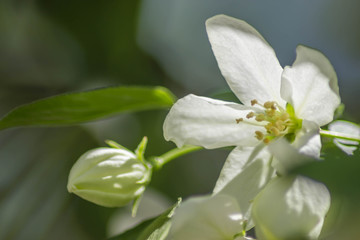 White flower on a branch under the sun