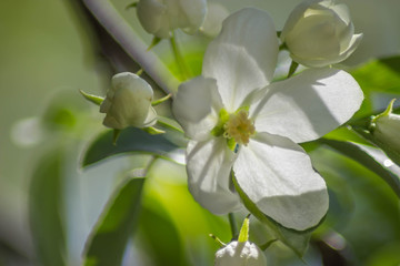 Naklejka na ściany i meble White flower on a branch under the sun