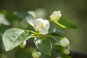 White flower on a branch under the sun