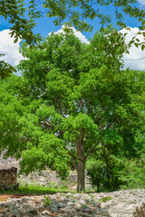 Typical tree common in the Yucatan peninsula, called Tree of Life
