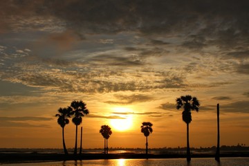 The silhouette of the palm trees and the belly of the golden yellow belly with gray clouds in the morning