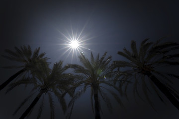 Bright sun with starry rays shines above palm trees