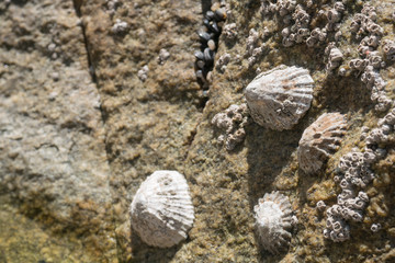 Barnacles and limpets encrusted on rock at beach. Close up / Macro