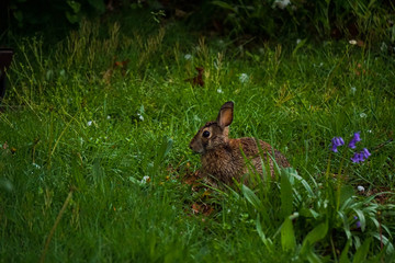 Bunny Rabbit