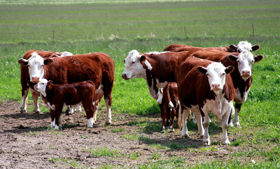Fototapeta na wymiar Hereford Calves an Cows