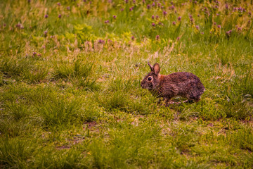 Bunny Rabbit