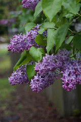 purple flowers in the garden