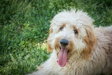 Goldendoodles are a canine mix of a golden retriever and a poodle. This is a beautiful goldendoodle with a smile on her face looking at the camera after playing ball.