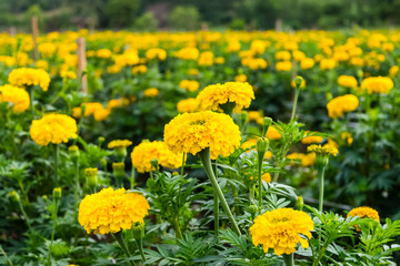 Fototapeta premium yellow marigold flowers