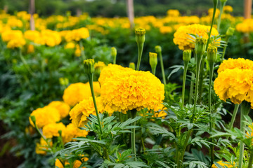 Fototapeta premium yellow marigold flowers