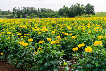 yellow marigold flowers