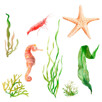 watercolor set ocean, sea: seaweed, starfish, seahorse, shrimp