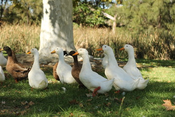 large flock of brown and white ducks walking around on lush green grass under he shade of a tree near a river bank in a rural town's park in rural New South Wales, Australia