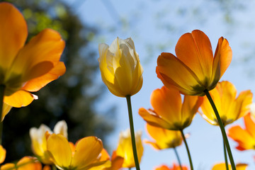 Obraz premium Spring tulips in the park