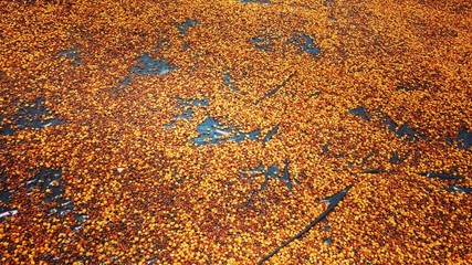 Ramon seed of Guatemala