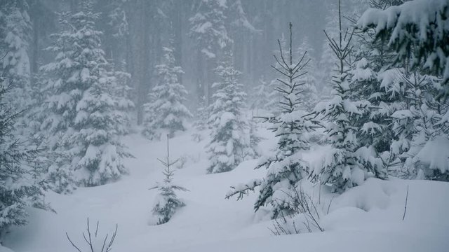 Pine Trees in a Snow Storm