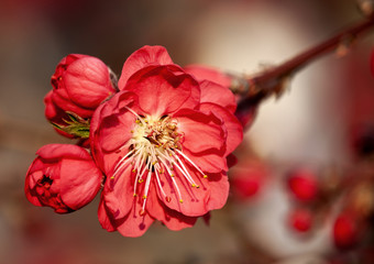 peach blossom in spring