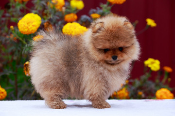 the dog breed pomeranian spitz