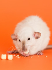 fancy rat eatting cube beads on orange background