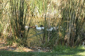 flock of ducks swimming along a river surrounded by lush native bush in a local park in a small rural town, New South Wales, Australia