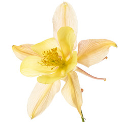 Yellow-cream flower of aquilegia, blossom of catchment closeup, isolated on white background