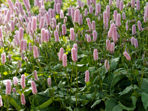 Fleurs roses en &eacute;pis de renou&eacute;e bistorte ou langue de boeuf (Bistorta officinalis 'Superbum')