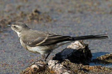 Bergeronnette grise,.Motacilla alba, White Wagtail