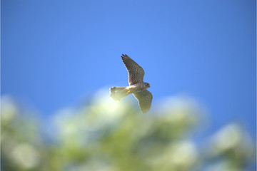 Turmfalke in der Luft