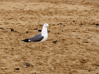 Seagull on the sandy shore