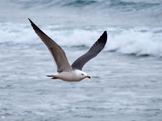 Fototapeta na wymiar Seagull flies over the waves