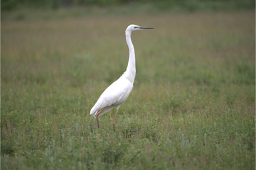 Silberreiher auf Wiese