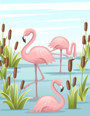 Group of pink flamingo standing in water. Lake with green reeds. Birds stay in lake. Flat vector illustration on blue sky with cloud background