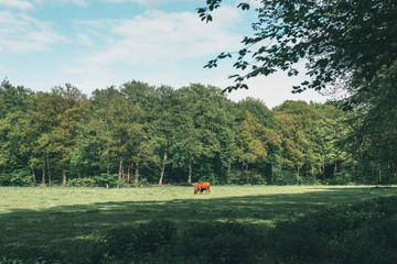Fototapeta premium Brown cow in forest meadow under cloudy sky in spring.