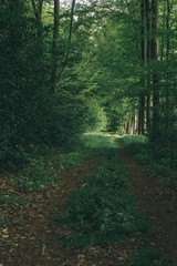 Pathway into forest in spring.