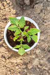 Young seedlings sprouted in a glass in early spring