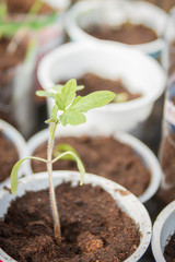 Young seedlings sprouted in a glass in early spring