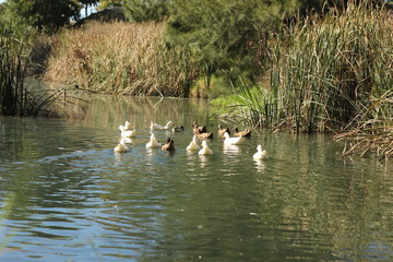 flock of ducks swimming along a river surrounded by lush native bush in a local park in a small rural town, New South Wales, Australia