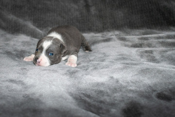 Portrait of a young 2 week old blue and white Staffordshire bull terrier puppy with a grey background